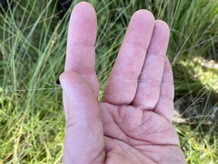 Sporobolus silveanus