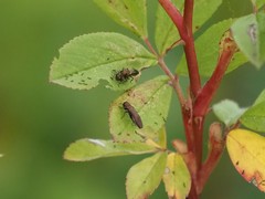 Agrilinae