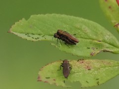 Agrilinae