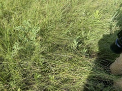 Sporobolus silveanus