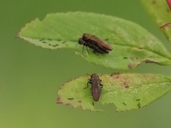Agrilinae