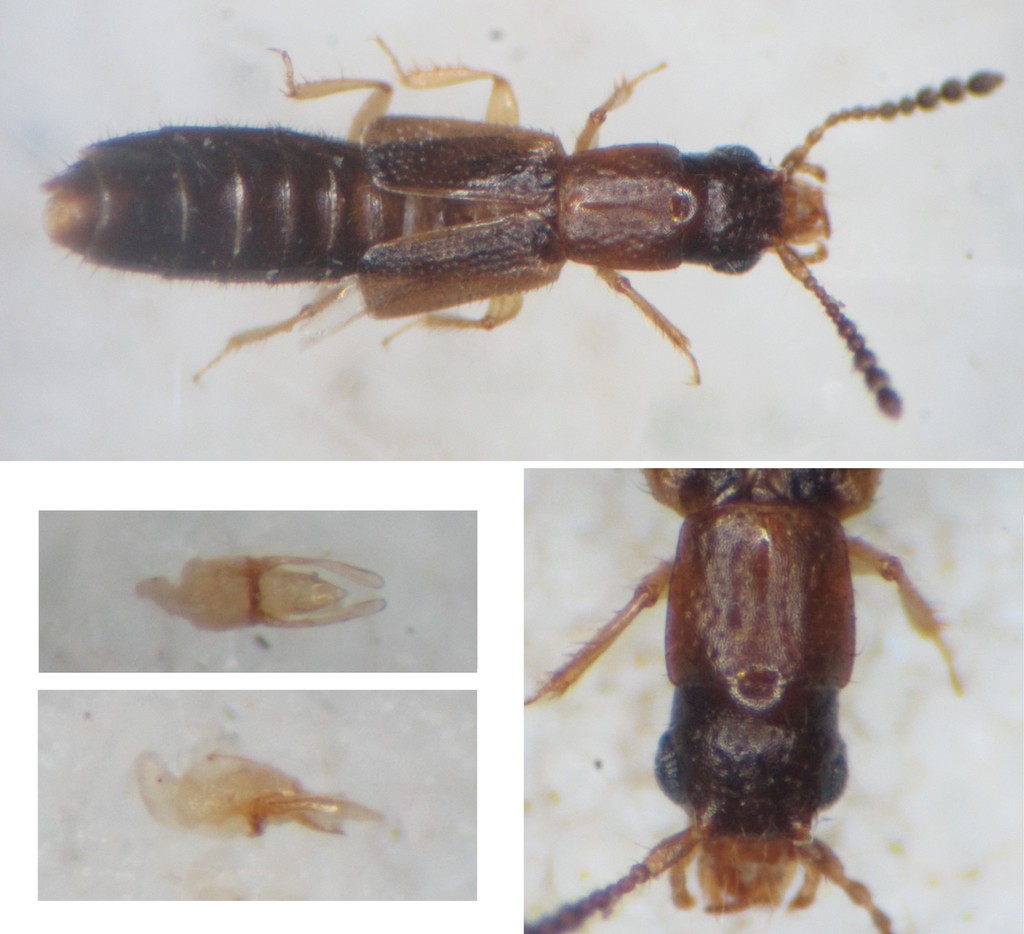 Planeustomus