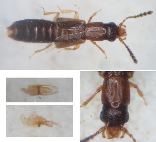 Planeustomus
