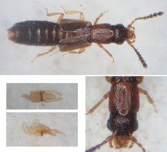 Planeustomus palpalis