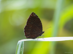 Elymnias hypermnestra beatrice