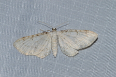 Eupithecia cretaceata