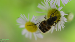 Lasiotrichius succinctus