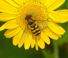 Parasyrphus annulatus