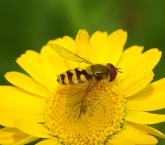 Parasyrphus annulatus