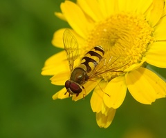 Parasyrphus annulatus