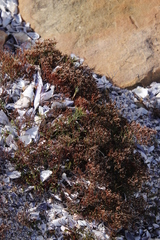 Limonium scabrum scabrum