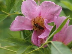 Typocerus acuticauda