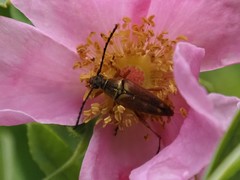 Typocerus acuticauda