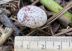 Antrostomus vociferus