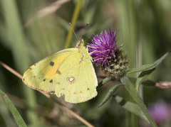 Colias croceus