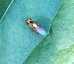 Thaumatomyia notata