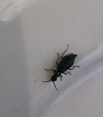 Cordylepherus viridis