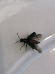 Cordylepherus viridis