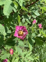Rosa majalis