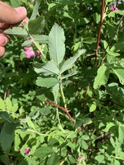 Rosa majalis