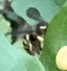 Anthidium florentinum