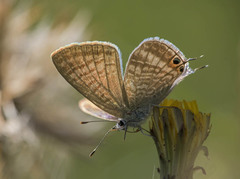 Lampides boeticus