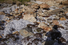 Limonium scabrum scabrum