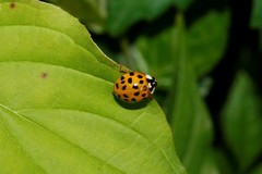 Harmonia axyridis