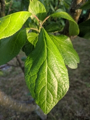 Prunus