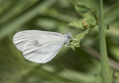 Leptidea sinapis