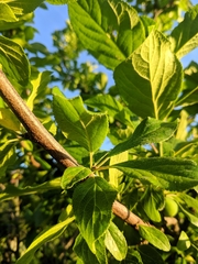 Prunus