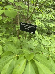 Rhododendron prunifolium