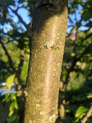 Prunus