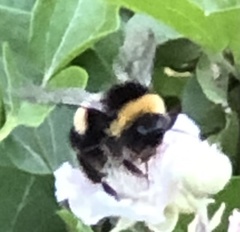 Bombus