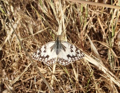 Melanargia larissa