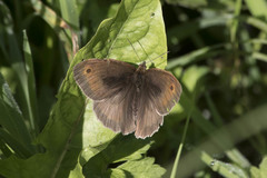 Maniola jurtina