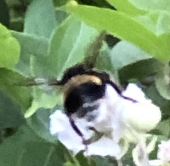 Bombus