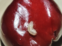 Rhagoletis cerasi