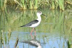 Himantopus himantopus