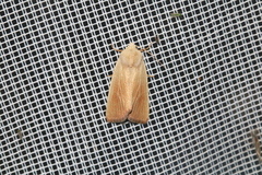 Arenostola phragmitidis