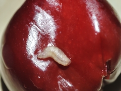 Rhagoletis cerasi