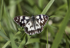 Melanargia galathea