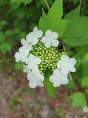 Viburnum opulus