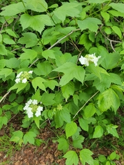 Viburnum opulus