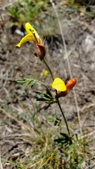 Acmispon oroboides