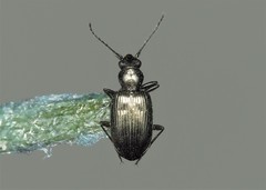 Bembidion punctulatum