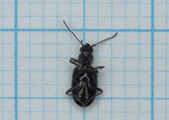 Bembidion punctulatum