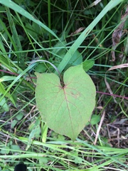Fallopia cilinodis