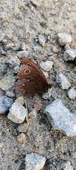 Erebia embla