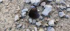 Erebia embla